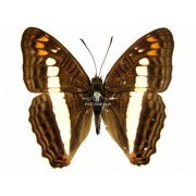 ADELPHA ALALA NEGRA